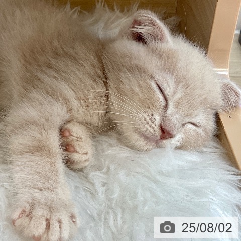 スコティッシュフォールドの写真