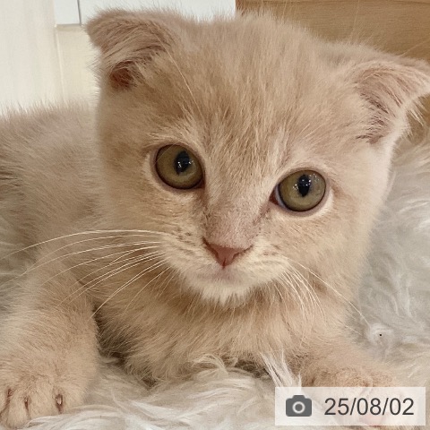 スコティッシュフォールドの写真