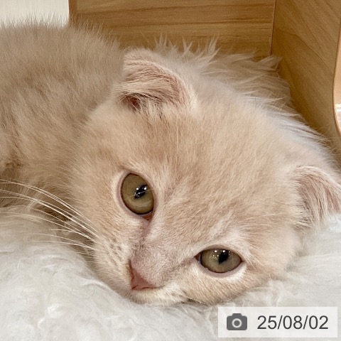 スコティッシュフォールドの写真