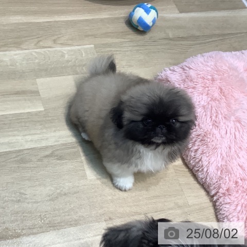 ペキニーズの写真