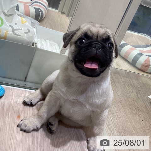 パグの写真