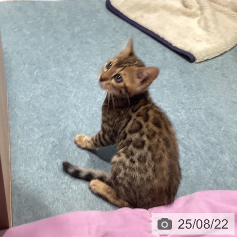 ベンガルの写真