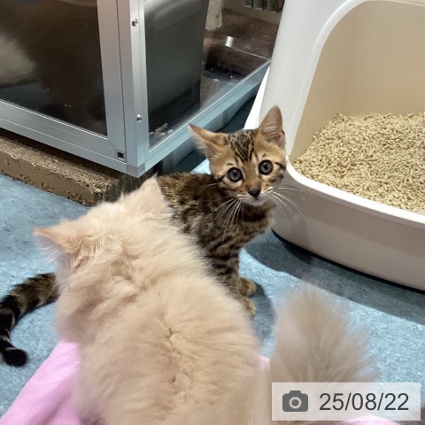 ベンガルの写真