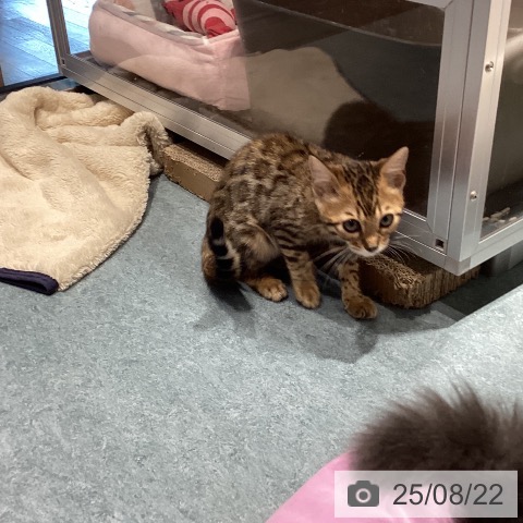 ベンガルの写真