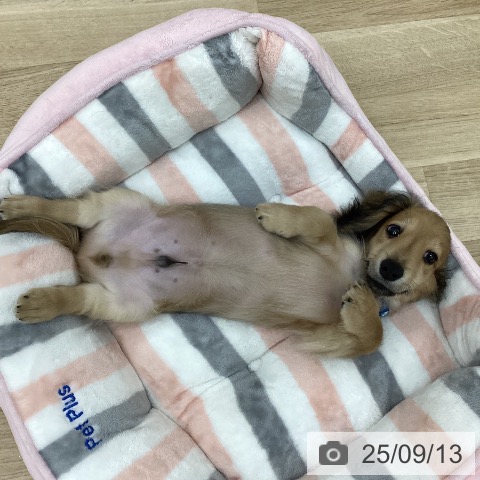 カニーンヘン・ダックスフンドの写真