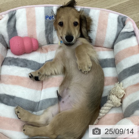 カニーンヘン・ダックスフンドの写真