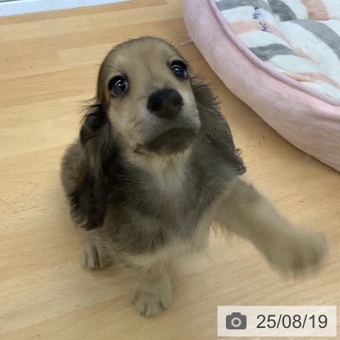 カニーンヘン・ダックスフンドの写真