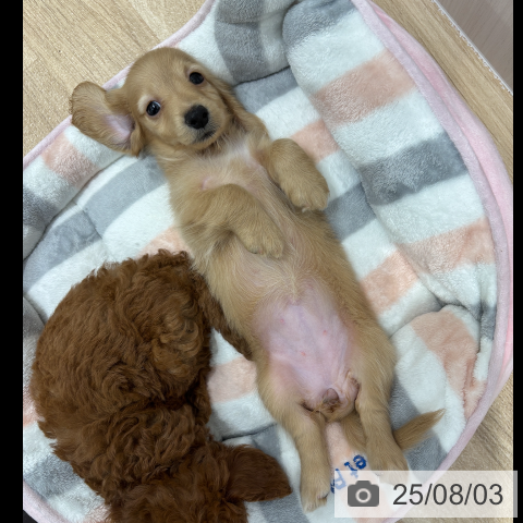 カニーンヘン・ダックスフンドの写真
