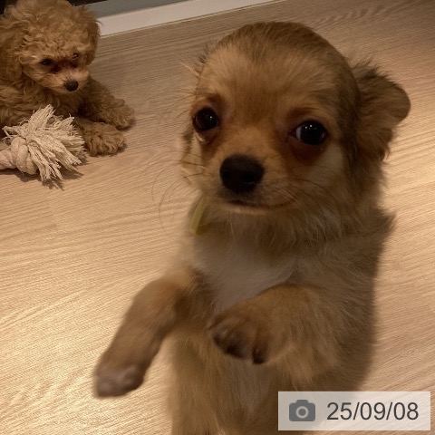 チワワの写真