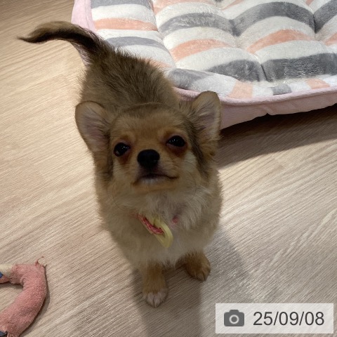 チワワの写真