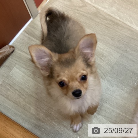 チワワの写真