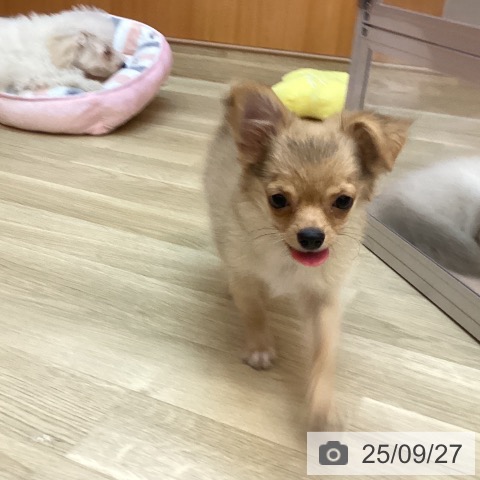 チワワの写真