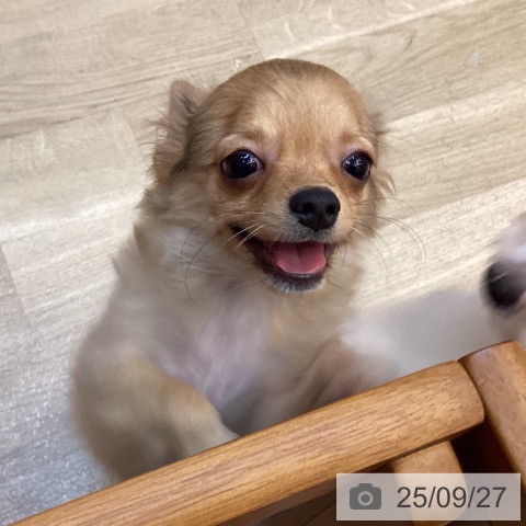 チワワの写真