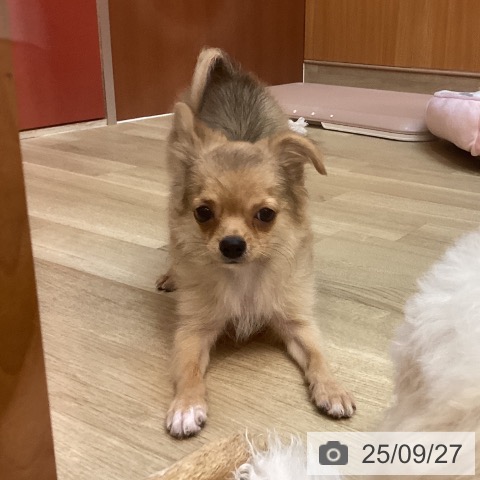 チワワの写真