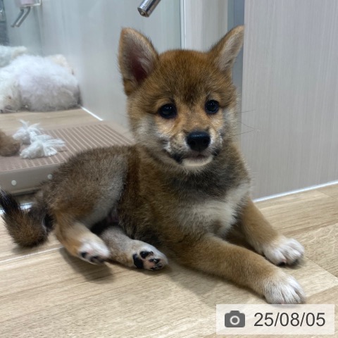 柴の写真