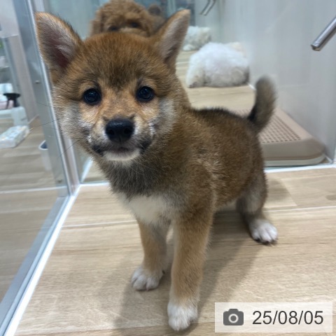 柴の写真