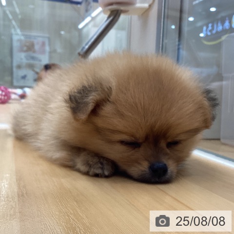 ポメラニアンの写真