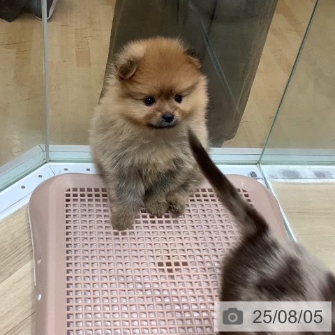 ポメラニアンの写真
