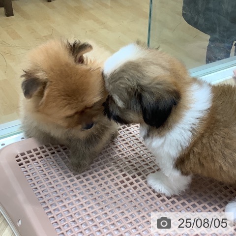 ポメラニアンの写真