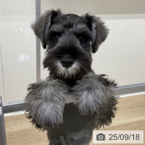 ミニチュア・シュナウザーの写真