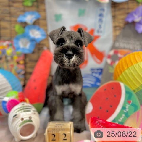 ミニチュア・シュナウザーの写真