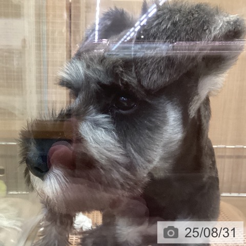 ミニチュア・シュナウザーの写真