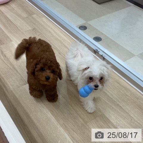 マルチーズの写真