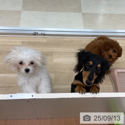 マルチーズの写真