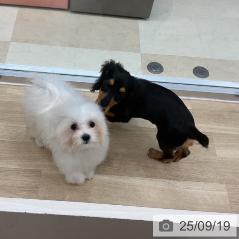 マルチーズの写真