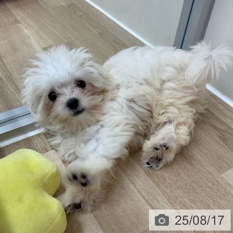 マルチーズの写真