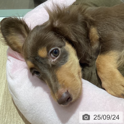 ミニチュア・ダックスフンドの写真