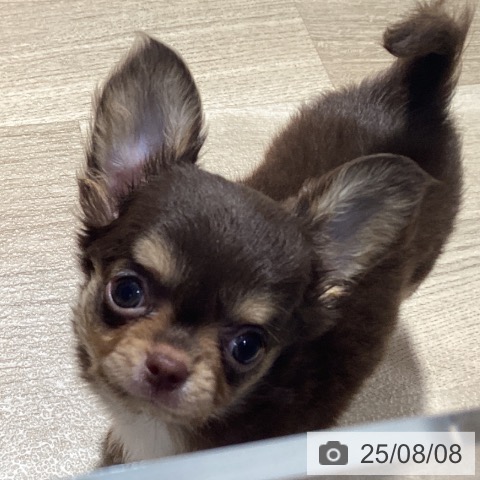 チワワの写真