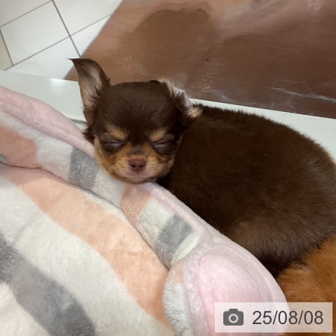 チワワの写真