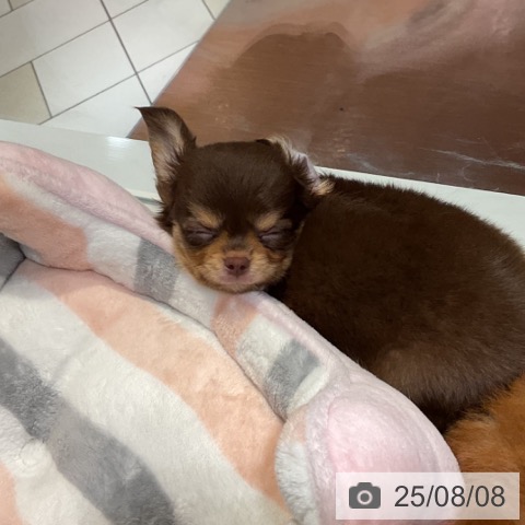 チワワの写真