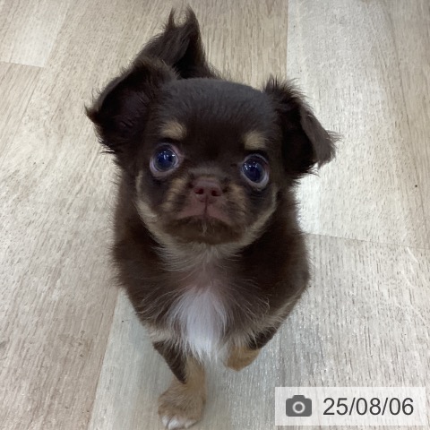 チワワの写真