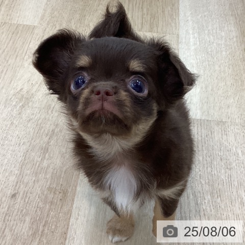 チワワの写真