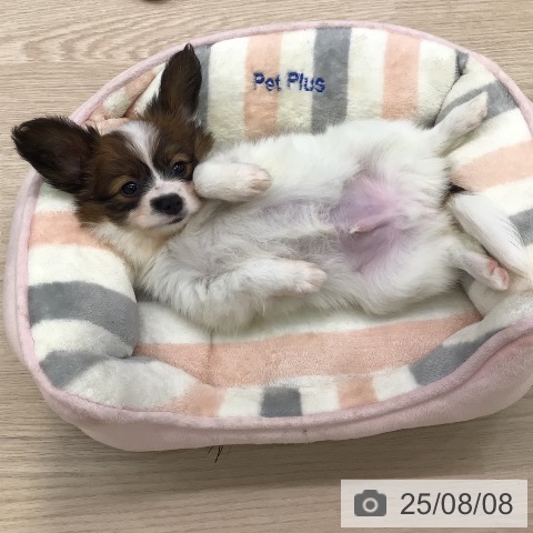 パピヨンの写真