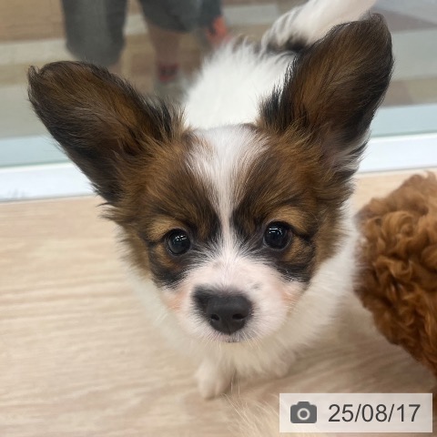 パピヨンの写真