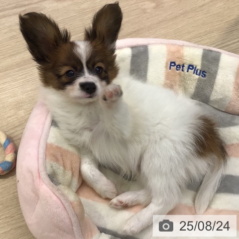 パピヨンの写真