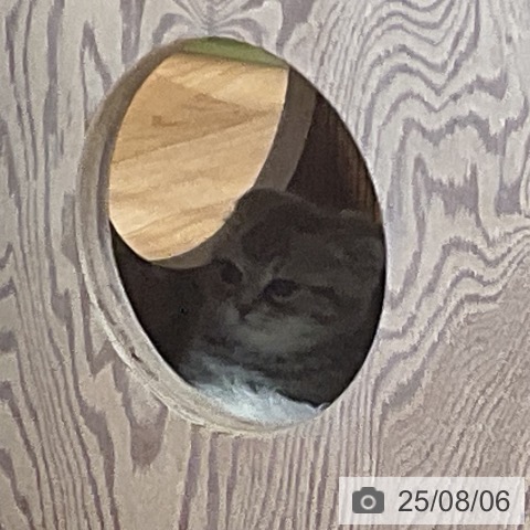 スコティッシュフォールドの写真