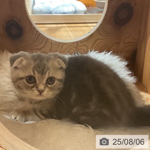 スコティッシュフォールドの写真