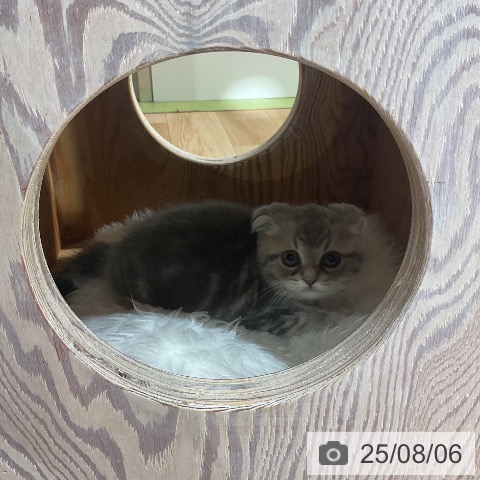 スコティッシュフォールドの写真