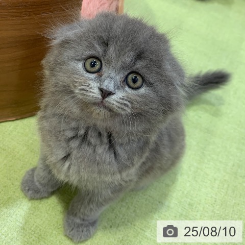 スコティッシュフォールドの写真
