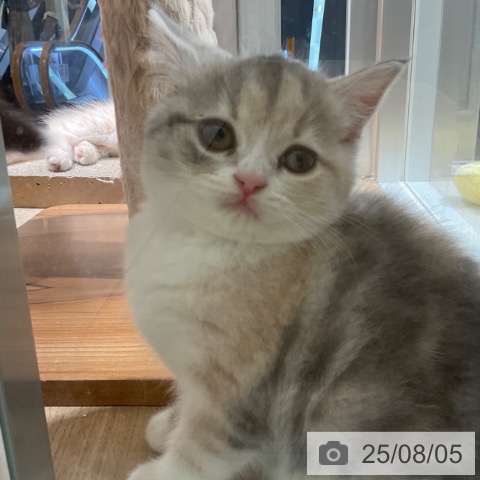 スコティッシュフォールドの写真