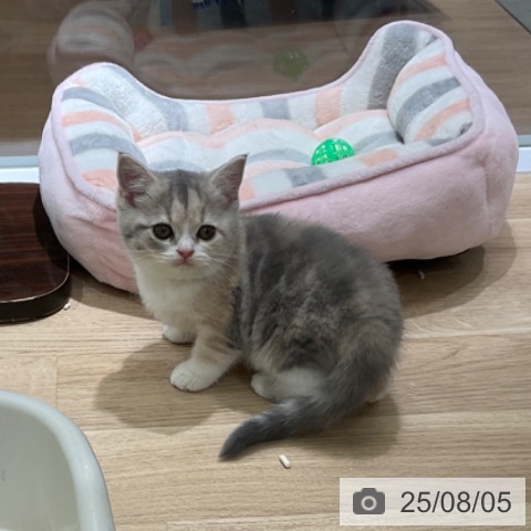 スコティッシュフォールドの写真