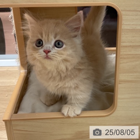 マンチカンの写真