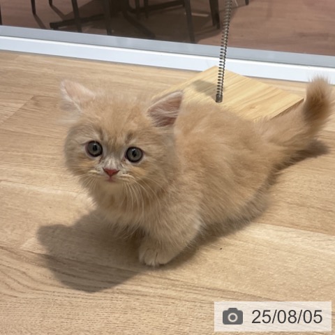 マンチカンの写真