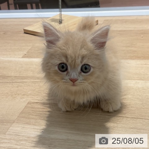 マンチカンの写真
