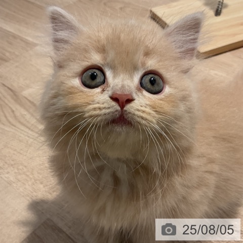 マンチカンの写真