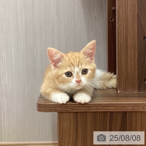 マンチカンの写真